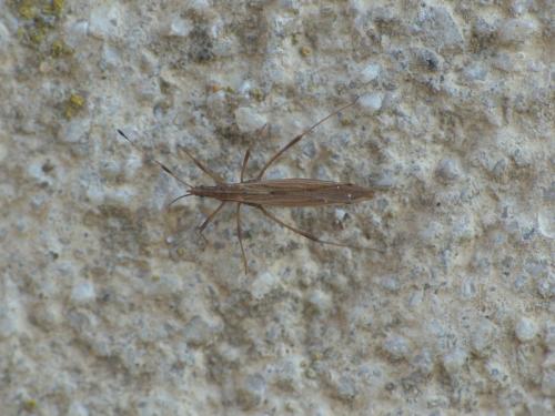 Berytinus minor